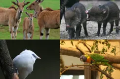 Nowi mieszkańcy w zoo. Urodziły się elandy, wykluły rzadkie ptaki