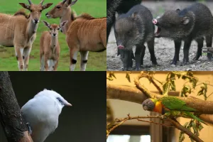 Nowi mieszkańcy w zoo. Urodziły się elandy, wykluły rzadkie ptaki