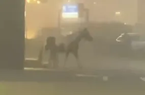 Jechali na lotnisko, we mgle spotkali konia