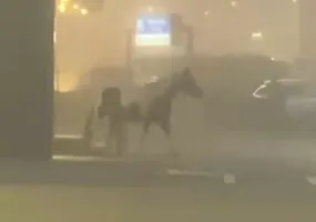 Jechali na lotnisko, we mgle spotkali konia