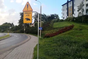 Uwaga na jeże! Nowe tablice ostrzegawcze na ulicach Gdyni