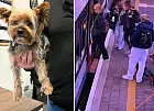 Pies, który jeździł koleją... na gapę
