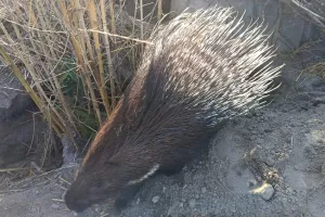 Jeżozwierz na gigancie. Zrobił podkop i uciekł