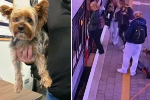 Pies, który jeździł koleją... na gapę