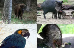 Zbierz orzechy i żołędzie dla zwierząt z zoo