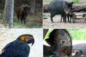 Zbierz orzechy i żołędzie dla zwierząt z zoo