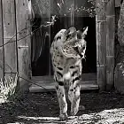 Gdańskie zoo pożegnało kolejnego serwala. Nala była jedną z najstarszych w Europie