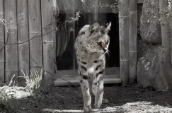 Gdańskie zoo pożegnało kolejnego serwala. Nala była jedną z najstarszych w Europie