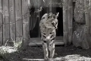 Gdańskie zoo pożegnało kolejnego serwala. Nala była jedną z najstarszych w Europie