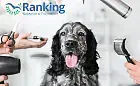 Ranking 2026: najlepsza pielęgnacja zwierząt w Trójmieście