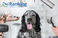 Ranking 2026: najlepsza pielęgnacja zwierząt w Trójmieście