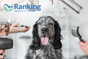 Ranking 2026: najlepsza pielęgnacja zwierząt w Trójmieście