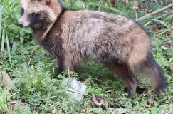 Jenot nie reagował na polecenia policjantów