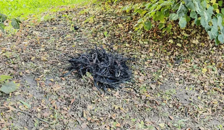Wypalał kable miedziane w parku, przyłapała go Straż Miejska
