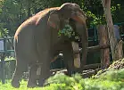 To pożegnanie łamie serca. Słonica Wiki opuszcza gdańskie zoo po 20 latach