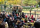 Pożegnanie słonicy Wiki w gdańskim zoo. Po 20 latach wyjeżdża do Francji