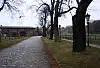 Krymskie lipy w gdyńskim parku