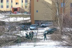 Topole znikają także z Gdańska
