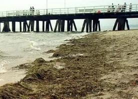 Sopot sprawdzi, czy z glonów można wytwarzać gaz