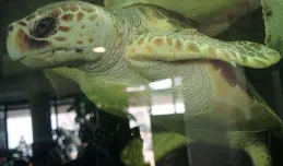 Żółw wraca do Gdyni, nowi lokatorzy gdańskiego ZOO