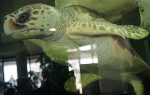 Żółw wraca do Gdyni, nowi lokatorzy gdańskiego ZOO