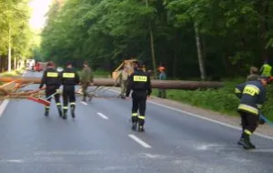 Wycinka drzew w Gdańsku. Będą utrudnienia w ruchu