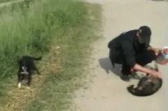 Animalsi proszą o karmę dla zwierzaków powodzian