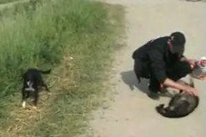 Animalsi proszą o karmę dla zwierzaków powodzian