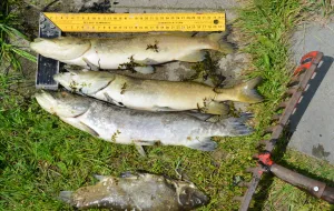 Śnięte ryby w kanale Łacha. Co je zabiło?