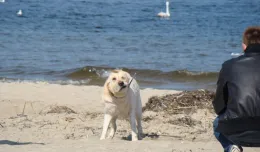 Sopot i Gdańsk też wpuszczą psy na plaże?