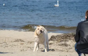 Sopot i Gdańsk też wpuszczą psy na plaże?