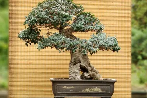 Bonsai za tysiące euro