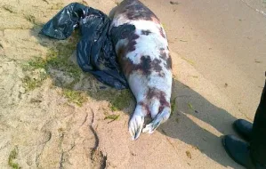 Martwa foka na plaży w Gdyni