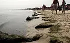 Wysypka i bąble po kąpieli w Bałtyku