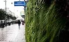 Zielone ściany w Gdyni