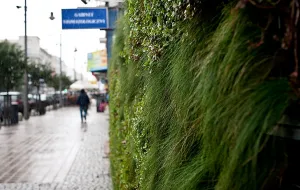 Zielone ściany w Gdyni