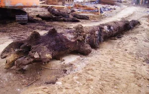 Na budowie odnaleziono pień drzewa sprzed pięciu tysięcy lat