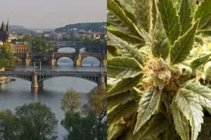 Złapali cię z jointem? W Czechach trafisz do terapeuty, nie do aresztu