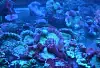 Gdyńskie Akwarium ratuje koralowce z Azji