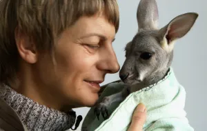 Pracownica ZOO wychowuje kangurzątko