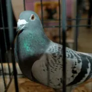 Gołębie - Wystawa Gołębi Rasowych
