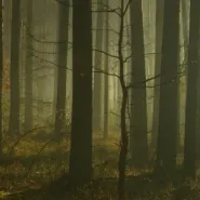 Wieczorny spacer po pracy: "Pętla po Lasach Oliwskich"