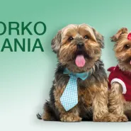 Wielkie Święto Psów Yorkshire Terrier: Yorkomania w Alfa Centrum!