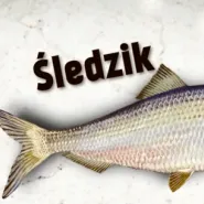 GIT śledzik w Bunkrze