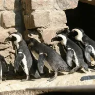 Światowy Dzień Pingwina