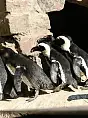 Światowy Dzień Pingwina