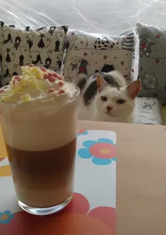 Otwarcie Kociej Kawiarni Biały kot