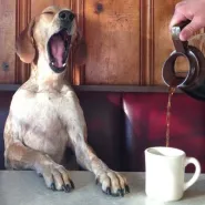 Psy i kawa