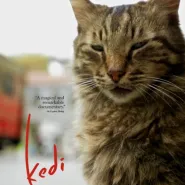 Zbiórka dla kotów ze schroniska Promyk. Kedi - sekretne życie kotów