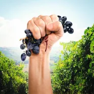 Klimat na zmiany: Upór natury - o walce o najlepsze wino